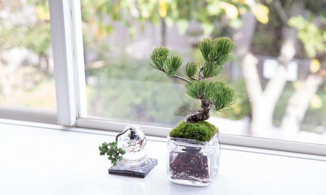 Aqua bonsai- Giải pháp mang đến không gian xanh cho văn phòng làm việc-7